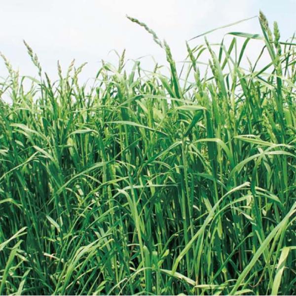 種 1kg PVP オーチャードグラス えさじまん 雪印種苗 米S 代引不可 (海外持出禁止 登録品...