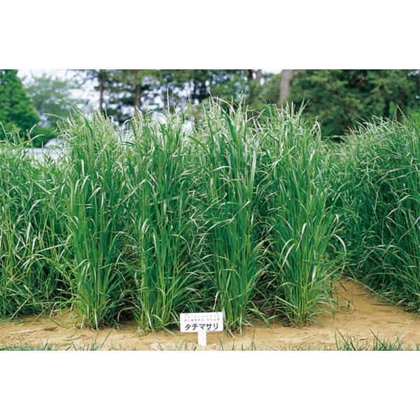 種 10kg イタリアンライグラス タチマサリ 早生 酪農 畜産 播種期：春・秋 雪印種苗 米S 代...