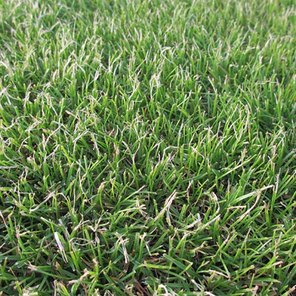 種 10kg ペレニアルライグラス リン 芝 緑化用 雪印種苗 米S 代引不可 (登録品種名:リン)