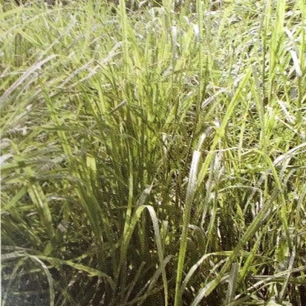 種 3kg ローズグラス カリーデ コート種子 晩生 酪農 畜産 緑肥 雪印種苗 米S 代引不可 (...