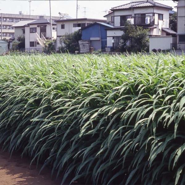 種 2kg ギニアグラス ソイルクリーン 畑作 線虫抑制 緑肥 雪印種苗 米S 代引不可 (登録品種...