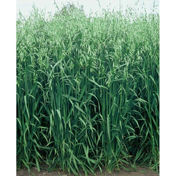 種 12kg PVP エンバク ウルトラハヤテ韋駄天 超極早生 酪農 えん麦 雪印種苗 米S 代引不...