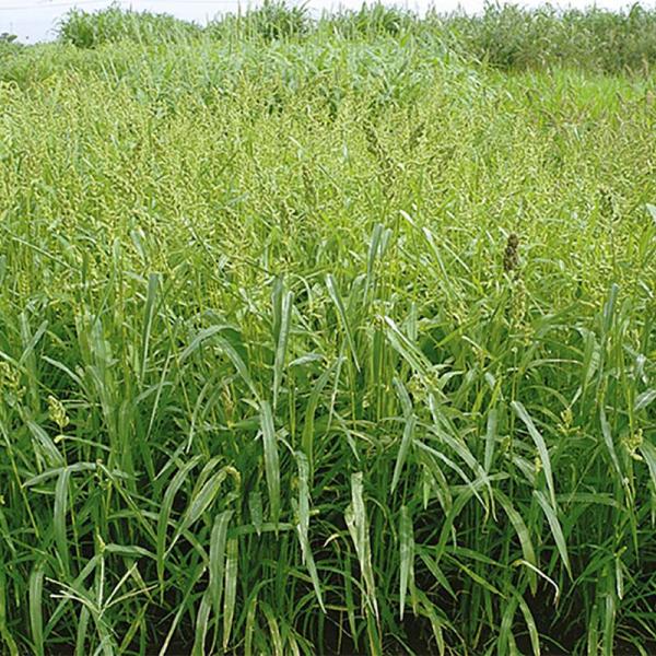 種 6kg 飼料用ヒエ 青葉ミレット 酪農 畜産 緑肥 雪印種苗 米S 代引不可 (登録品種名:青葉...