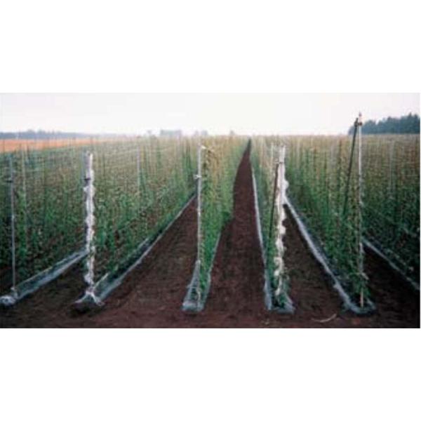 25個 MARSOL ナガイモネット 菱目 HC09209 目合い24cm 巾1.8m×長さ200m...