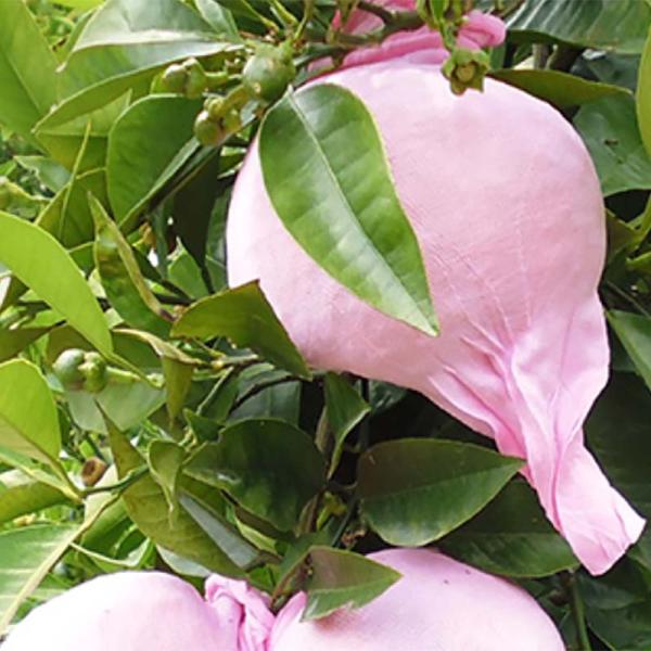 3500枚 果実袋 サンテ S-6 15cm ピンク ミカン 日焼防止 着色促進 樹上越冬 など み...