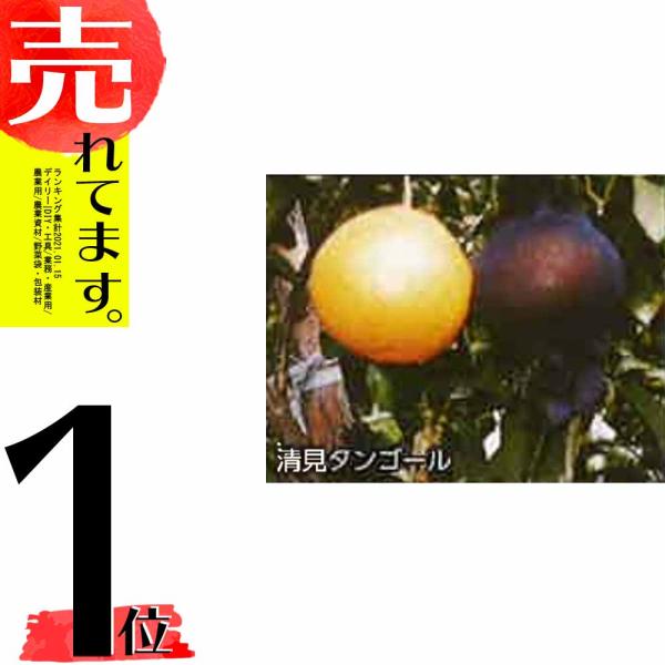 2800枚 果実袋 サンテ S-6 18cm 黒 ミカン 日焼防止 着色促進 樹上越冬 など みかん...