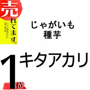 10kg 種芋 キタアカリ M玉 じゃがいも ジャガイモ 栽培用 春ジャガ 米S Z (登録品種名:キタアカリ)