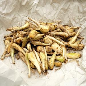 3kg 種ラッキョウ らっきょう 栽培用 家庭菜園 プロ農家 吉S DZ