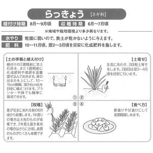 1kg 種ラッキョウ らっきょう 栽培用 家庭...の詳細画像1