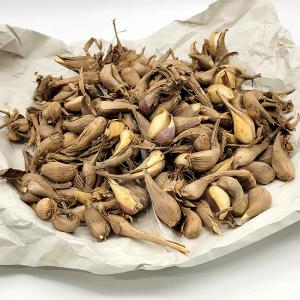 1kg 種ラッキョウ らっきょう 栽培用 家庭菜園 プロ農家 吉S DZ : 農業