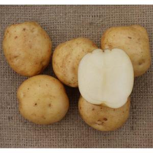 10kg 種芋 男爵 L玉 ジャガイモ じゃが...の詳細画像1