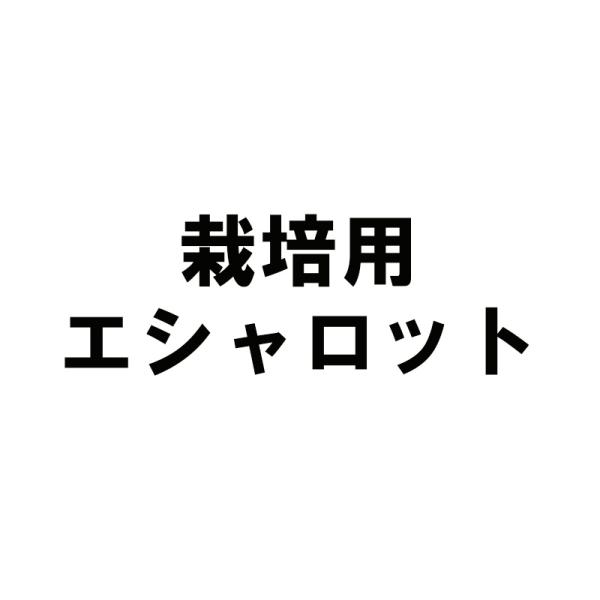 5kg 種エシャロット 栽培用 米S 代引不可