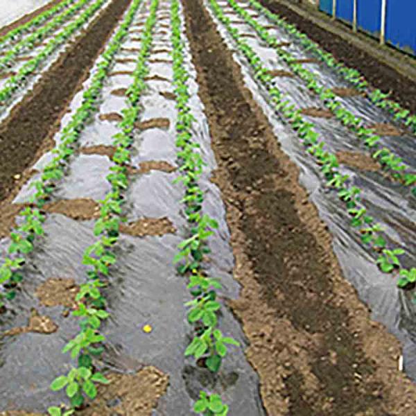 黒マルチ耐候 0.03mm×230cm×200m 2本 マルチ 住化積水フィルム タS 個人宅配送不...