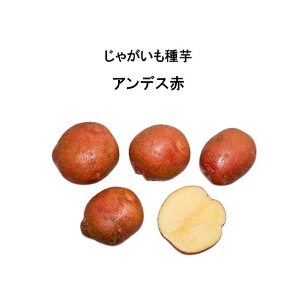10kg 種芋 アンデス 赤 混玉 じゃがいも ジャガイモ 栽培用 米S 代引不可 日にち指定不可