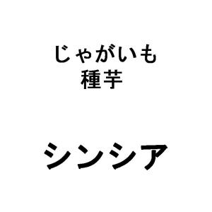 10kg 種芋 シンシア 2S じゃがいも ジャガイモ 栽培用 海外持出禁止 米S 代引不可 日にち指定不可