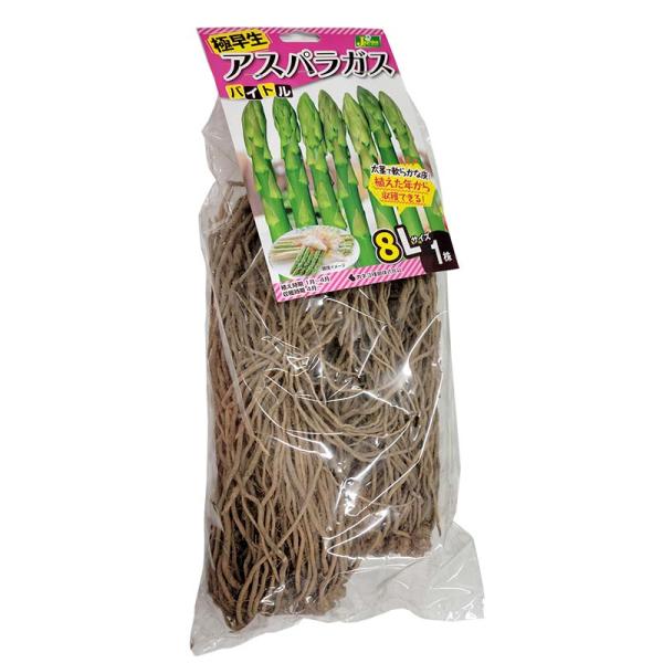 1株 バイトル アスパラガス苗 8Lサイズ 栽培用 カネコ種苗 DZ (登録品種名:バイトル)