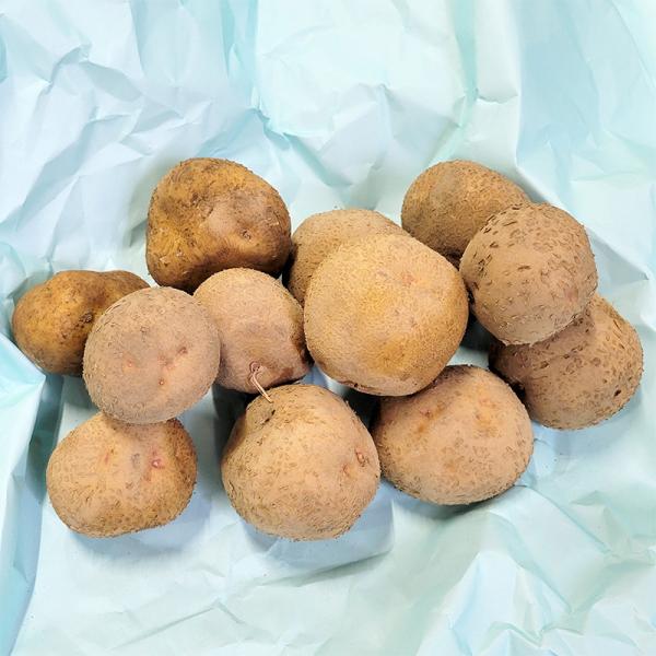 5kg 種芋 キタアカリ M玉 ジャガイモ じゃがいも栽培用 吉S DZ (登録品種名:キタアカリ)
