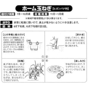1kg ホーム玉ねぎ タマネギ 玉葱 種 栽培...の詳細画像1