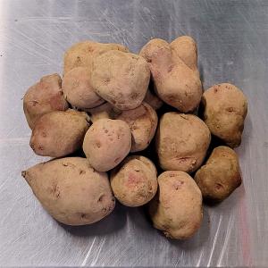 1kg 種芋 アンデス 赤 混玉 アンデスレッド...の商品画像