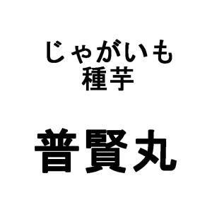 3kg 種芋 普賢丸 S玉 じゃがいも ジャガイモ 栽培用 秋ジャガ