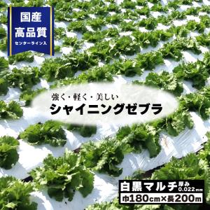 白黒マルチ 幅180cm シャイニングゼブラ 国産 穴なし センターライン入 白黒 マルチ シート 畑 地温 温度 抑制 レタス 白菜 栽培 防草 雑草対策 プラスワイズ Zの商品画像