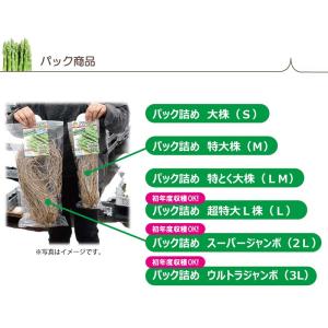 アスパラガス苗 超特大サイズ L株 太宝早生 ...の詳細画像2