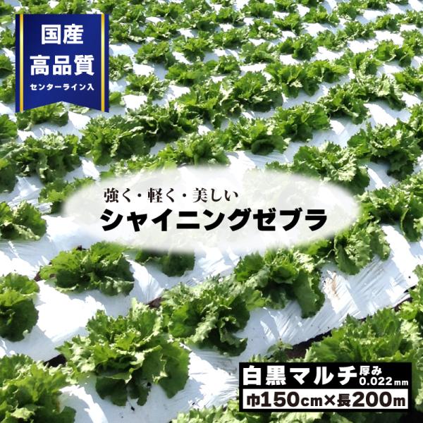 4本 白黒マルチ 幅150cm シャイニングゼブラ 国産 穴なし センターライン入 白黒 マルチ シ...