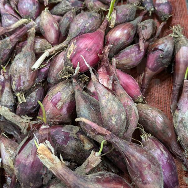 ＼大特価／ 1kg 種ラッキョウ 越のレッド 赤らっきょう 栽培用 家庭菜園 プロ農家 吉S 代引不...