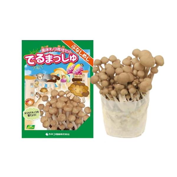 菌床きのこ栽培セット でるまっしゅ ぶなしめじ カネコ種苗 ブナシメジ しめじ 栽培キット キノコ栽...