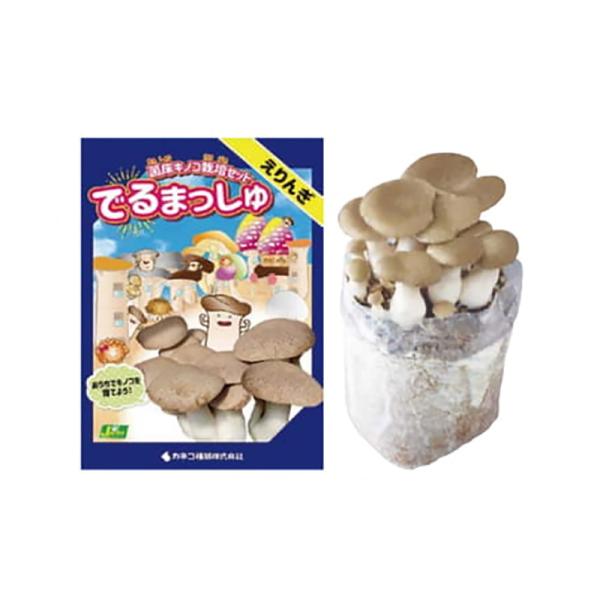 菌床きのこ栽培セット でるまっしゅ えりんぎ カネコ種苗 エリンギ 栽培キット キノコ栽培 DZ