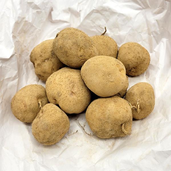 3kg 種芋 サッシー 混玉 ジャガイモ PVP じゃがいも栽培用 吉S DZ (海外持出禁止 登録...