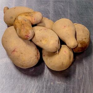 1kg 種芋 はるか 混玉 じゃがいも PVP ジャガイモ 栽培用 吉S DZ (海外持出禁止 登録品種名:はるか 農林水産省品種登録:第17576号)