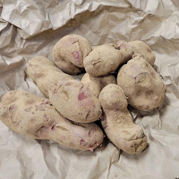 3kg 種芋 ノーザンルビー 混玉 B品 ジャガイモ PVP じゃがいも栽培用 吉S DZ (海外持...