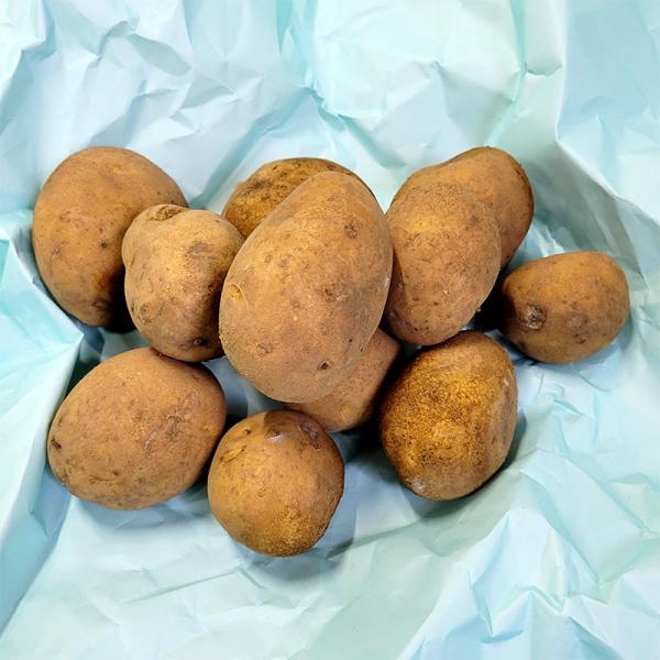 1kg 種芋 十勝こがね 混玉 B品 ジャガイモ じゃがいも栽培用 吉S DZ (登録品種名:十勝こ...