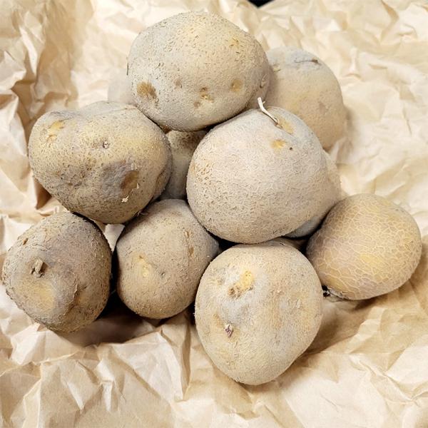 3kg 種芋 とうや M玉 ジャガイモ じゃがいも栽培用 吉S DZ (登録品種名:とうや)