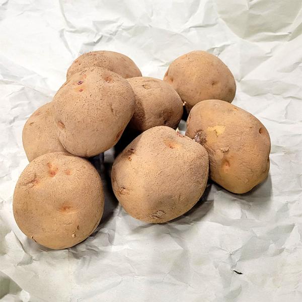 10kg 種芋 キタアカリ L玉 ジャガイモ じゃがいも栽培用 吉S DZ (登録品種名:キタアカリ...