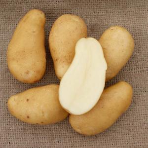 ＼大特価/ 1kg 種芋 メークイン 混玉 B...の詳細画像1