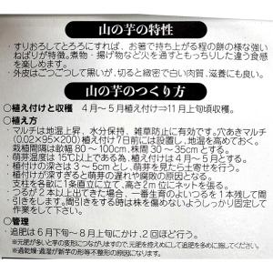＼大特価/ 5球 種芋 山の芋 丸芋 やまのい...の詳細画像1