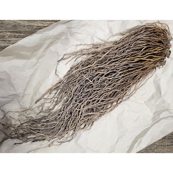 アスパラガス苗 スーパージャンボ 超超特大株 2L株 太宝早生 (パッケージなし) 栽培用 吉S D...