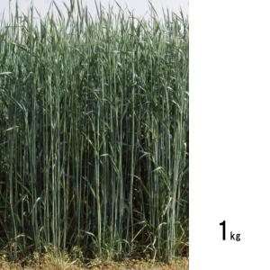 種 1kg ハルミドリ ライムギ カネコ種苗 ライ麦 緑肥 秋播き 硬盤破砕 敷ワラ 黒斑細菌病耐病性 カ緑 代引不可