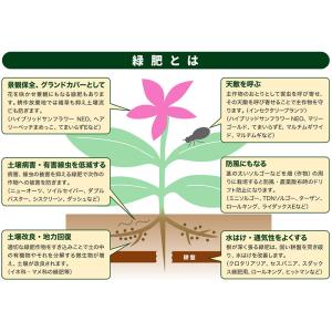 種 1kg ハルミドリ ライムギ カネコ種苗 ...の詳細画像5