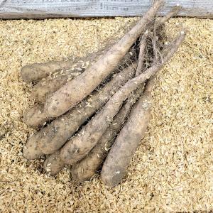 30本 種芋 Mサイズ 長芋 トロフィー 1066 (とろろ) 青森産 種いも 長いも ながいも 吉S DZ