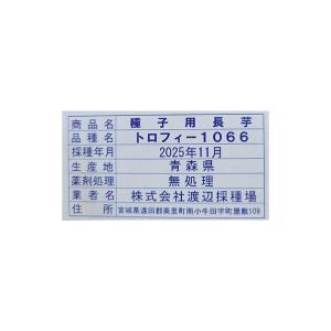 30本 種芋 Mサイズ 長芋 トロフィー 10...の詳細画像2