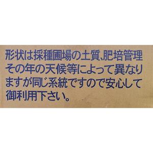 30本 種芋 Mサイズ 長芋 トロフィー 10...の詳細画像3