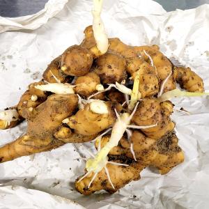 1kg 大生姜 熊本県産 しょうが ショウガ 栽培用 種生姜 吉S DZ