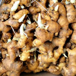 1kg 大生姜 熊本県産 しょうが ショウガ ...の詳細画像1