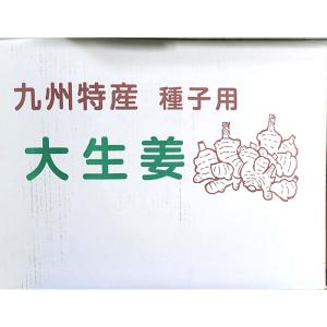 1kg 大生姜 熊本県産 しょうが ショウガ ...の詳細画像2