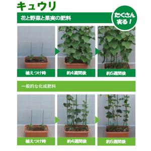 ハイポネックス Plantia プランティア ...の詳細画像3
