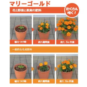 ハイポネックス Plantia プランティア ...の詳細画像4