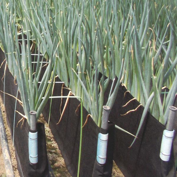 軟白 ネギ 栽培用遮光シート ネギパンツ 100cm×100m 黒 長ネギ 長葱 東京インキ タS ...